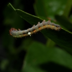 Mnesampela privata (Autumn Gum Moth) at Freshwater Creek, VIC - 2 May 2022 by WendyEM