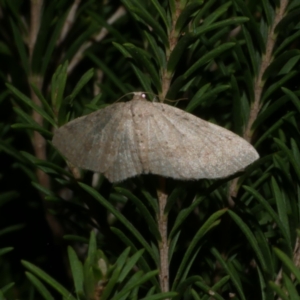 Poecilasthena scoliota at Freshwater Creek, VIC - 2 May 2022