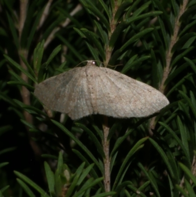 Poecilasthena scoliota (A Geometer moth (Larentiinae)) at Freshwater Creek, VIC - 2 May 2022 by WendyEM
