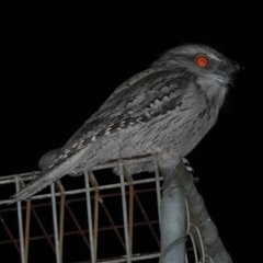 Podargus strigoides (Tawny Frogmouth) at Freshwater Creek, VIC - 11 May 2022 by WendyEM