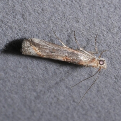 Morosaphycita poliochyta (Orange marked Pyralid) at Freshwater Creek, VIC - 25 May 2022 by WendyEM