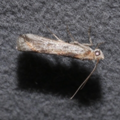 Morosaphycita poliochyta at Freshwater Creek, VIC - 25 May 2022