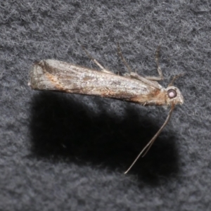 Morosaphycita poliochyta at Freshwater Creek, VIC - 25 May 2022