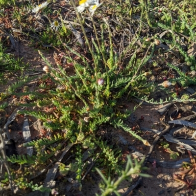 Rhodanthe anthemoides at Wee Waa, NSW - 24 Jul 2024 by MattM