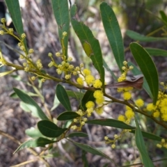 Acacia obtusata (Blunt-leaf Wattle) at Bulee, NSW - 24 Jul 2024 by RobG1