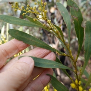 Acacia obtusata at Bulee, NSW - 24 Jul 2024