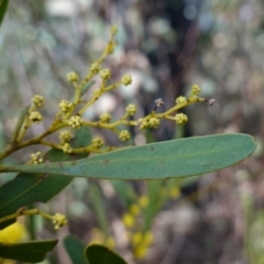 Acacia obtusata at Bulee, NSW - 24 Jul 2024