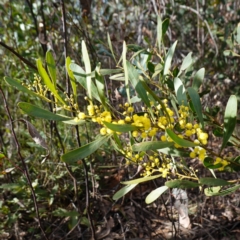 Acacia obtusata at Bulee, NSW - 24 Jul 2024