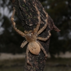 Neosparassus calligaster at Morton Plains, VIC - 26 May 2022 by WendyEM