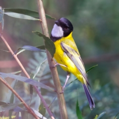 Pachycephala pectoralis (Golden Whistler) at Mogo, NSW - 24 Jul 2024 by jb2602