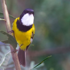 Pachycephala pectoralis at Mogo, NSW - 24 Jul 2024