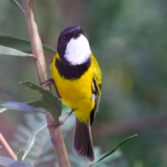 Pachycephala pectoralis at Mogo, NSW - 24 Jul 2024