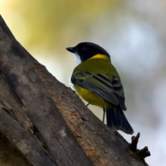 Pachycephala pectoralis at Mogo, NSW - 24 Jul 2024