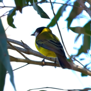 Pachycephala pectoralis at Mogo, NSW - 24 Jul 2024