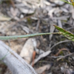 Bossiaea ensata at Bulee, NSW - 24 Jul 2024