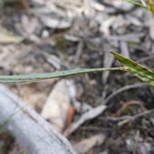 Bossiaea ensata at Bulee, NSW - 24 Jul 2024