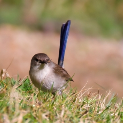 Malurus cyaneus (Superb Fairywren) at Mogo, NSW - 24 Jul 2024 by jb2602