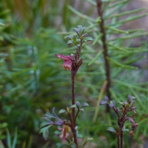 Xanthosia stellata at Bulee, NSW - 24 Jul 2024