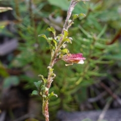 Xanthosia stellata at Bulee, NSW - 24 Jul 2024