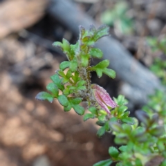 Xanthosia stellata at Bulee, NSW - 24 Jul 2024