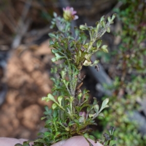 Xanthosia stellata at Bulee, NSW - 24 Jul 2024