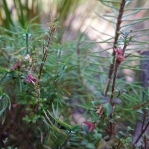 Xanthosia stellata at Bulee, NSW - 24 Jul 2024