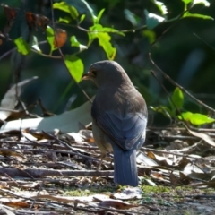 Colluricincla harmonica (Grey Shrikethrush) at Mogo, NSW - 24 Jul 2024 by jb2602