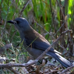 Colluricincla harmonica at Mogo, NSW - 24 Jul 2024 01:14 PM