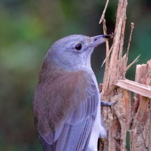 Colluricincla harmonica at Mogo, NSW - 24 Jul 2024 01:14 PM