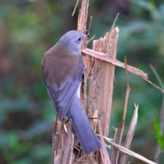 Colluricincla harmonica at Mogo, NSW - 24 Jul 2024 01:14 PM