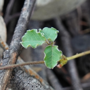 Kennedia prostrata at Bulee, NSW - 24 Jul 2024