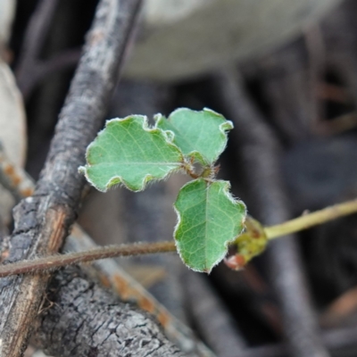 Kennedia prostrata (Running Postman) at Bulee, NSW - 24 Jul 2024 by RobG1