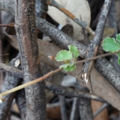 Kennedia prostrata at Bulee, NSW - 24 Jul 2024