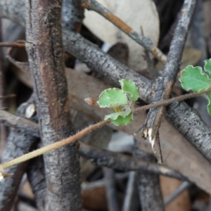 Kennedia prostrata at Bulee, NSW - 24 Jul 2024