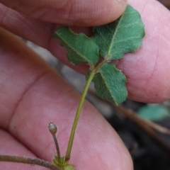 Kennedia prostrata at Bulee, NSW - 24 Jul 2024