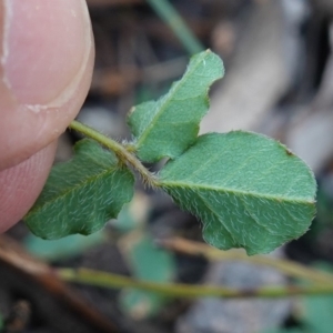 Kennedia prostrata at Bulee, NSW - 24 Jul 2024