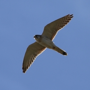 Falco cenchroides at Fyshwick, ACT - 23 Jul 2024 01:45 PM