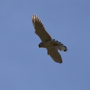 Falco cenchroides at Fyshwick, ACT - 23 Jul 2024