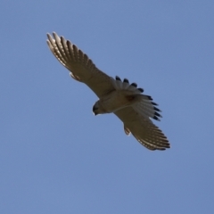 Falco cenchroides at Fyshwick, ACT - 23 Jul 2024 01:45 PM