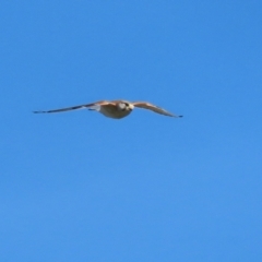 Falco cenchroides at Fyshwick, ACT - 23 Jul 2024 01:45 PM