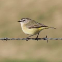 Acanthiza chrysorrhoa (Yellow-rumped Thornbill) at Fyshwick, ACT - 23 Jul 2024 by RodDeb