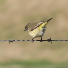 Acanthiza chrysorrhoa at Fyshwick, ACT - 23 Jul 2024