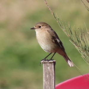 Petroica phoenicea at Fyshwick, ACT - 23 Jul 2024