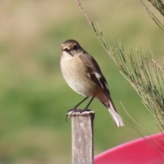 Petroica phoenicea at Fyshwick, ACT - 23 Jul 2024