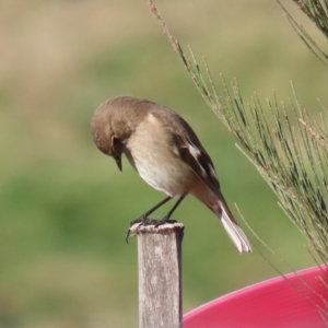 Petroica phoenicea at Fyshwick, ACT - 23 Jul 2024