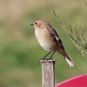 Petroica phoenicea at Fyshwick, ACT - 23 Jul 2024