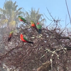 Alisterus scapularis (Australian King-Parrot) at Gilmore, ACT - 24 Jul 2024 by Melmo