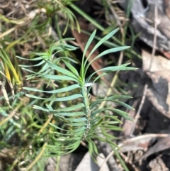 Lomandra obliqua (Twisted Matrush) at Bulee, NSW - 24 Jul 2024 by JaneR