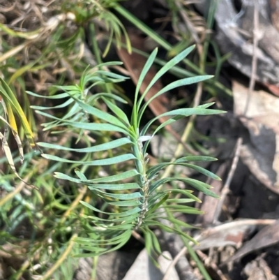 Lomandra obliqua (Twisted Matrush) at Bulee, NSW - 24 Jul 2024 by JaneR