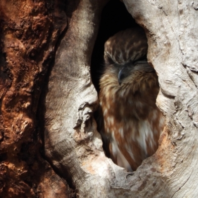 Ninox boobook (Southern Boobook) at Chapman, ACT - 24 Jul 2024 by LineMarie